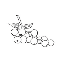 Elderberry berries with leaves on a twig. Natural healthy organic elder. Ripe Sambucus Isolated on white background