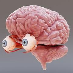 Realistic 3D Render of Eyes with Brain
