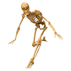 3D Rendering Human Skeleton on White