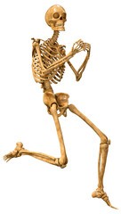 3D Rendering Human Skeleton on White