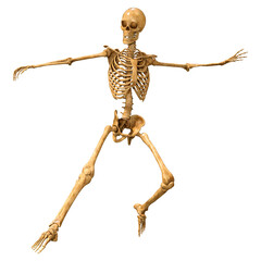 3D Rendering Human Skeleton on White