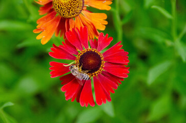 Wetern Honey Bee Apis mellifera on helenium flower