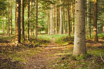 leśna droga  © Marcin Łazarczyk