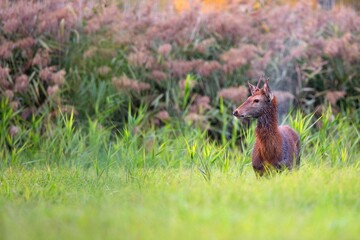 Red deer in the wild
