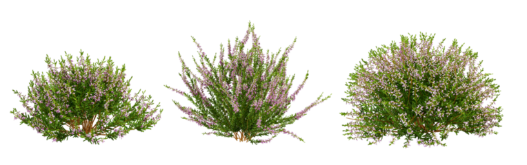 grass isolated on white