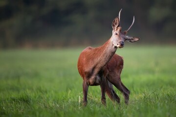 Young red deer in a clearing
