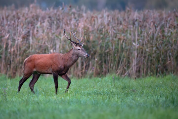Red deer in the forest in the wild