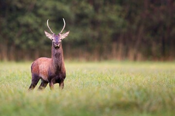 Red deer in the forest