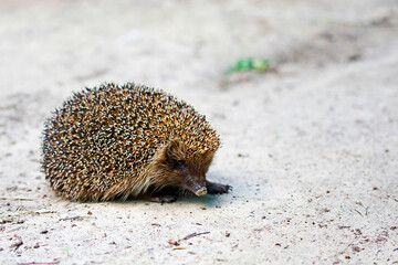 hedgehog in the wild