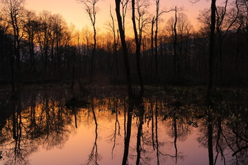 岩手県西和賀町　森に咲く水芭蕉