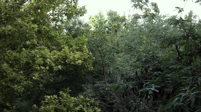 green forest in the morning