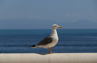 gaviota mar cielo azul aromas maritimos 