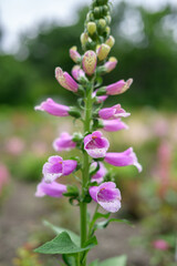 Flowers of digitalis in the garden. Selective focus.