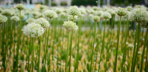 Blooming flowers of onion. Shallow depth of field.