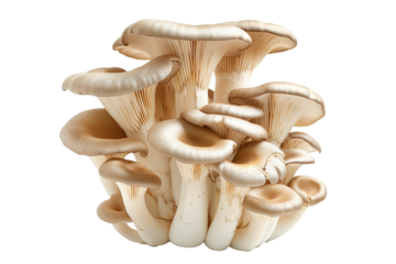 King oyster mushroom with cream-colored caps and white stems isolated on a white background.