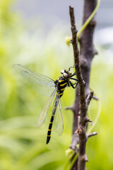 オニヤンマのオス -Golden-ringed dragonfly-	