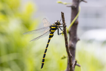 オニヤンマのオス -Golden-ringed dragonfly-	