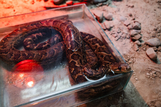 Corallus hortulana and commonly known as the Amazon tree boa, common tree boa, garden tree boa and macabrel