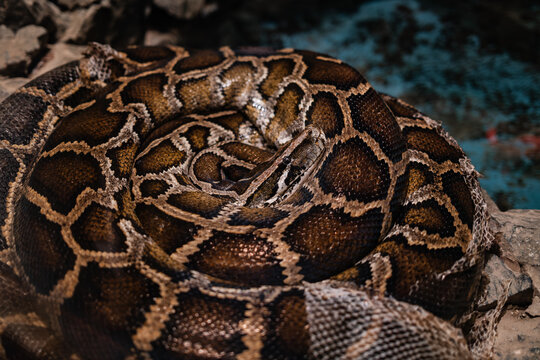 Burmese python (Python bivittatus) close-up