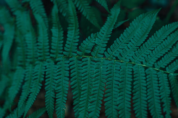 Detailed fern leaves close-up. Green fern leaves on blurred background. Floral natural landscape.