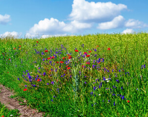 Red poppies and blue cornflowers in the field. Rural road. Blue sky with white clouds background.