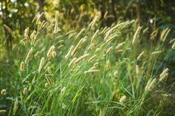 Tymotka łąkowa, brzanka pastewna, Phleum pratense L.