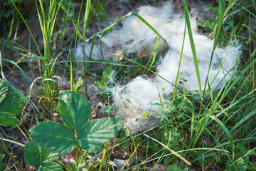 sierść,futro  © Marcin Łazarczyk