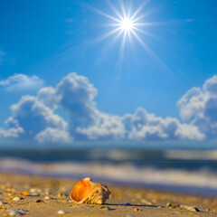 closeup marine shell lie on sandy sea beach at sunny day