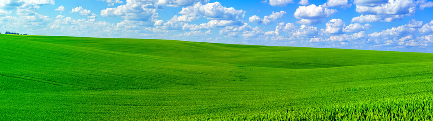 Panorama of a spring green field. Green rapeseed sprouts in field under blue sky. Sunny day.