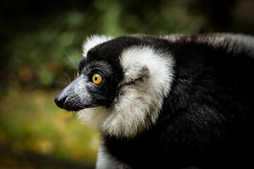 Obraz premium ring lemur