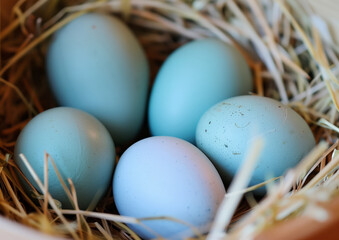 blue Eggs in the chicken nest - Close-Up