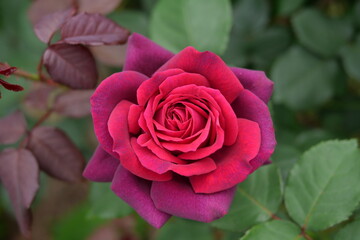 ミスターリンカーン、リンカーン、バラ、薔薇