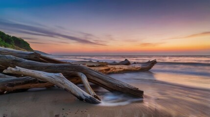 a driftwood tree on the beach at sunset