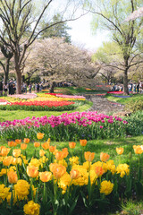 国営昭和記念公園のチューリップ畑と桜