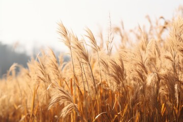 Fototapeta premium Plant background field grass landscape.