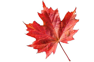 PNG Autumn Maple Leave Isolated on Transparent Background - AI Generated