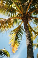 Obraz premium Palm tree arecaceae outdoors produce.