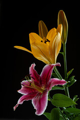 yellow and burgundy lily on a black background, in full bloom illuminated by back contour light