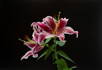 maroon-white lilies on a black background, in full bloom illuminated by back contour light from a close distance, colorful flower arrangement