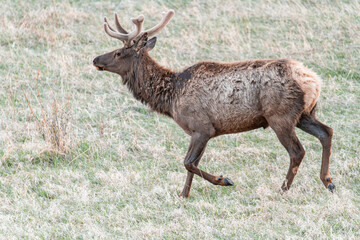 Elk walking in Rocky Mountain National Park, Colorado, USA