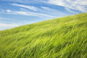 Obraz premium Grass On A Hill. Native Prairie Grass on Open Countryside Field in Summer