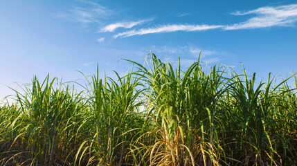 field of tall sugar cane with a clear blue sky in the background