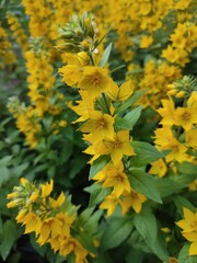 Lysimachia vulgaris. vertical photo.