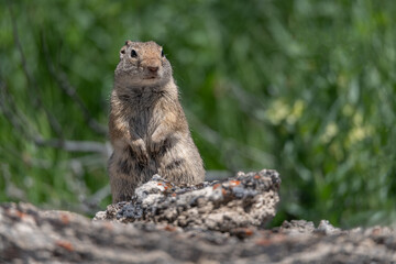 Prairie Dog in Yellowstone National Park, Wyoming, USA