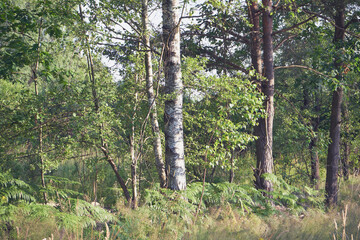 brzoza,łąka  © Marcin Łazarczyk