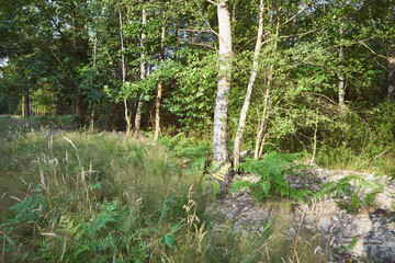 drzewa,łaka  © Marcin Łazarczyk