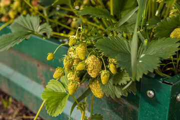 Growing strawberries in the garden bed. White strawberries. Strawberry branch