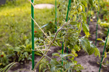 Growing tomatoes in open ground. Tomatoes tied to a support stick