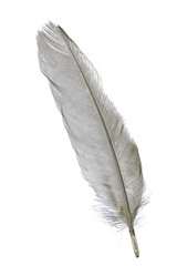 feather