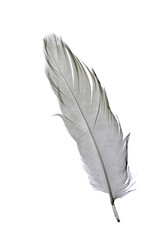 feather